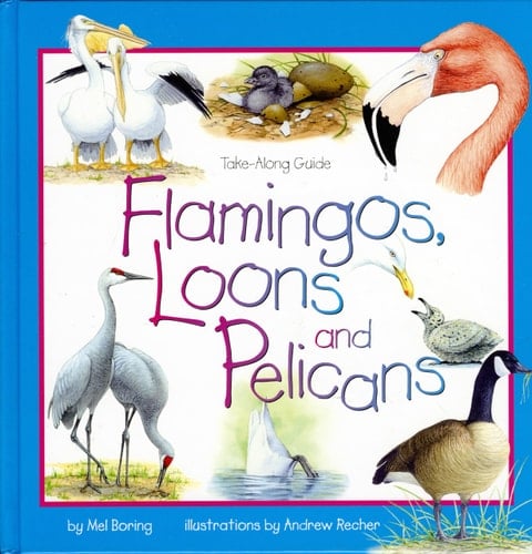 Flamingos, Loons and Pelicans