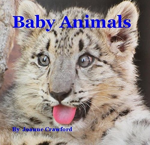 Baby Animals