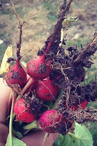 Garden Planner & Graph Notebook