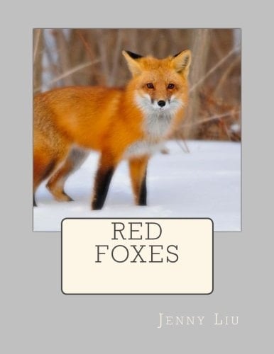 Red Foxes