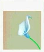 Robert Mapplethorpe: Ten by Ten