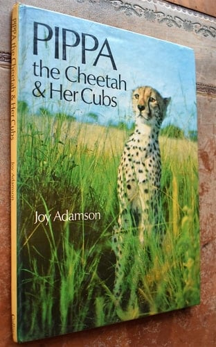 Pippa the cheetah and her cubs