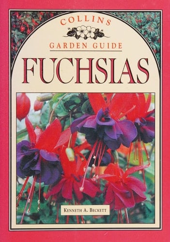 Fuchsias