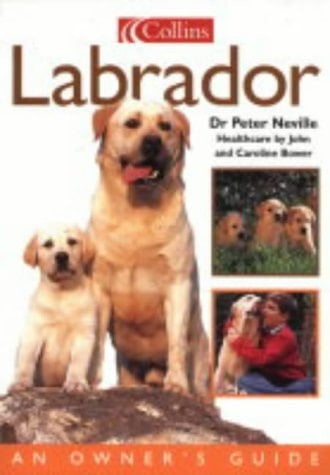 Labrador Dog Owner's Guide