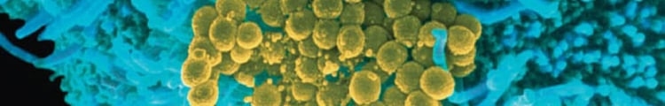 Medical Microbiology, 24th edition