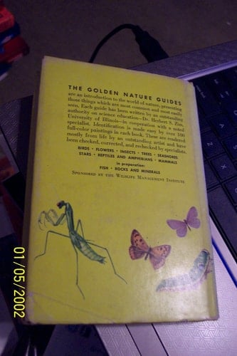 Insects