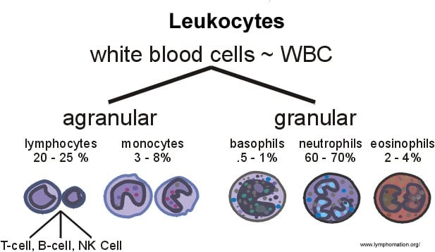 Atlas of Haematology