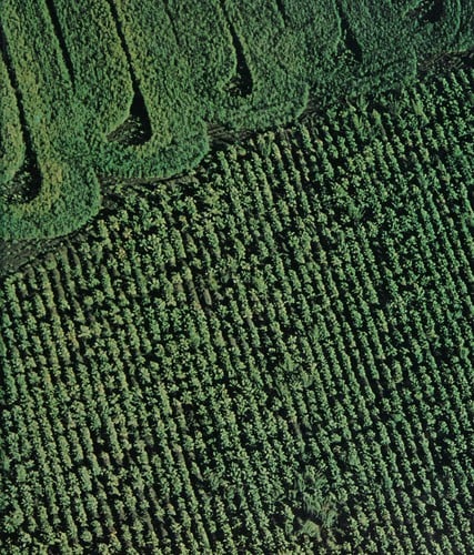 Plant Science: An Introduction to World Crops