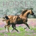 Horses 2009 Calendar