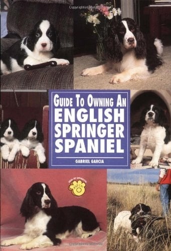 Guide to Owning an English Springer Spaniel