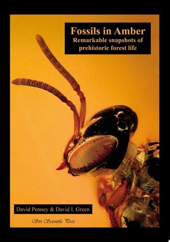 Fossils in Amber Remarkable Snapshots of Prehistoric Forest Life
