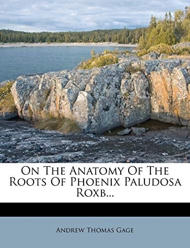 On The Anatomy Of The Roots Of Phoenix Paludosa Roxb...