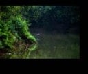 A Collection of Images