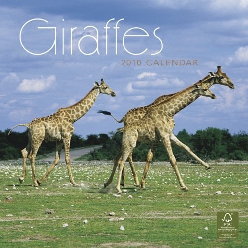 Giraffes 2010 Square Wall