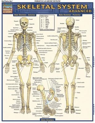 Skeletal System
            
                Quick Study Academic