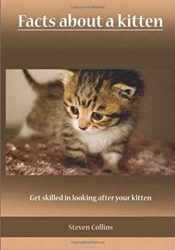 Facts about a Kitten Get Skilled in Looking After Your Kitten