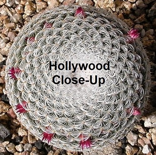 Hollywood Close-Up