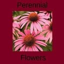 Perennial Flowers Perennial Flower Types for Your Garden