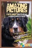 Amazing Pictures and Facts about Bernese Mountain Dogs The Most Amazing Fact Book for Kids about Bernese Mountain Dogs