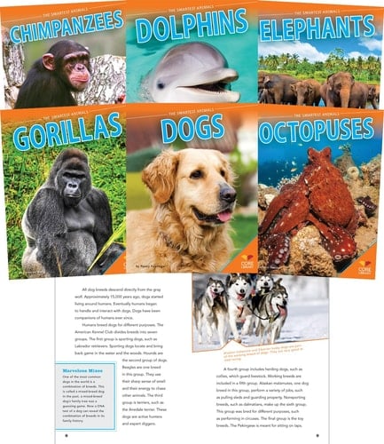 Smartest Animals