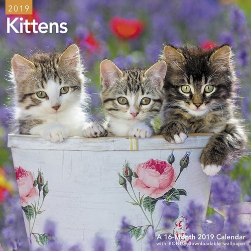 Kittens Wall Calendar (2019)
