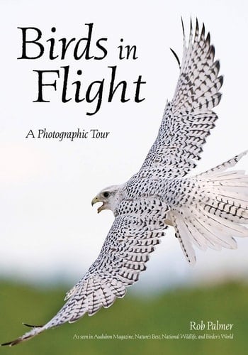 Birds in Flight A Visual Essay