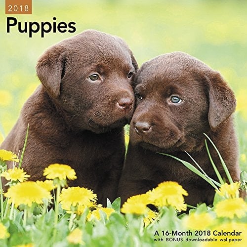 2018 Puppies Wall Calendar (mead)