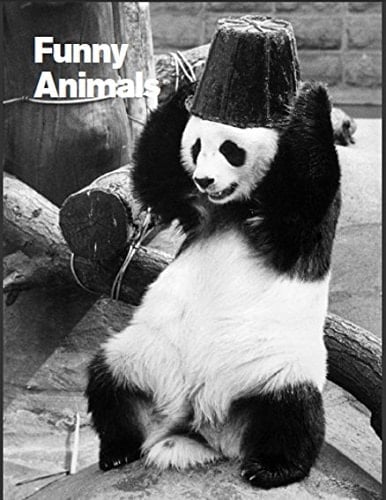 Funny Animals