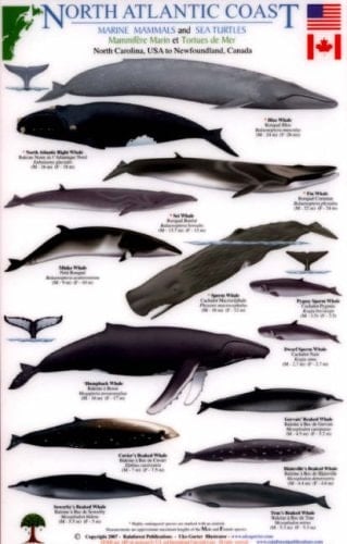 North Atlantic Coast: Marine Mammals and Sea Turtles North Carolina, USA to Newfoundland, Canada