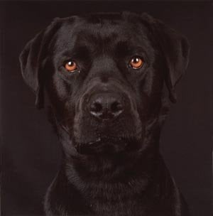 Shari Hatt Dogs, 1999-2004