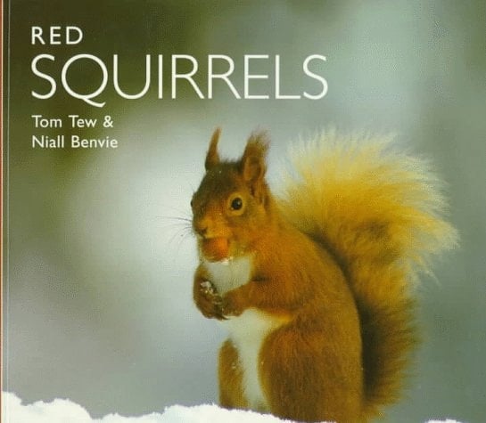 Red Squirrels