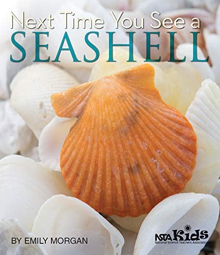 Next Time You See A Seashell