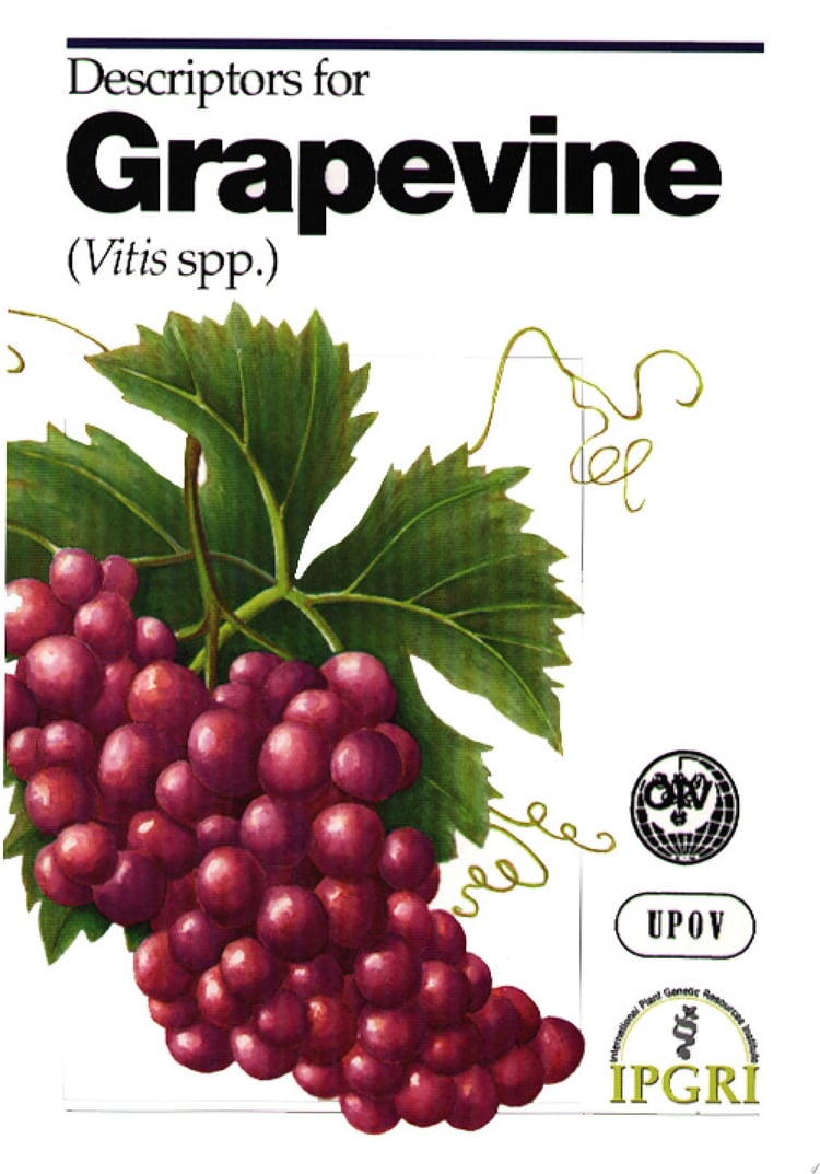 Descriptors for Grapevine (Vitis Spp.).
