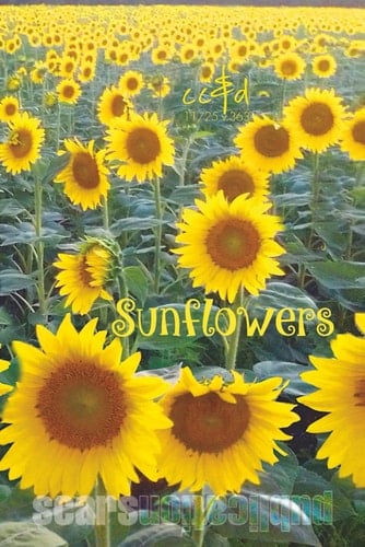 Sunflowers: 11/25 cc&d, v363