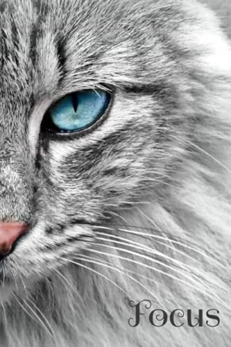 Focus
