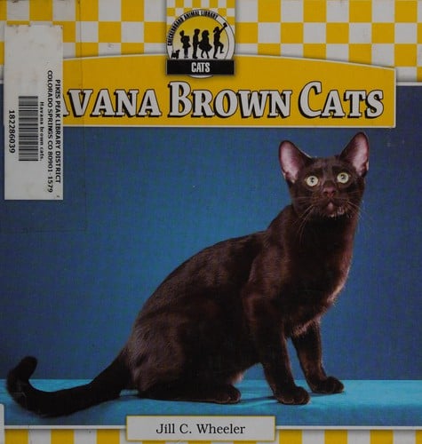 Havana brown cats