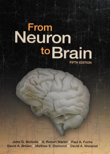 From neuron to brain