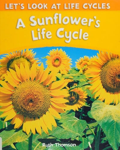A sunflower's life cycle