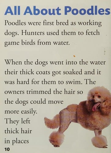 Poodle