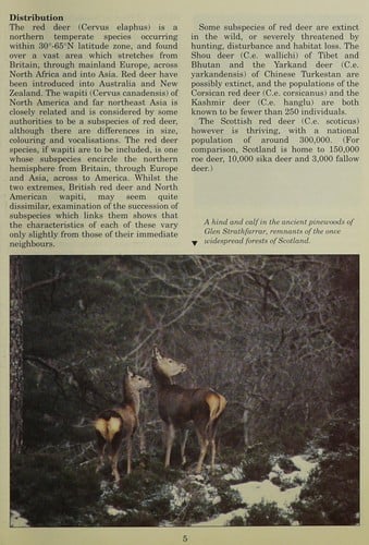 The Scottish red deer