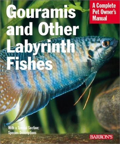 Gouramis and other labyrinth fishes