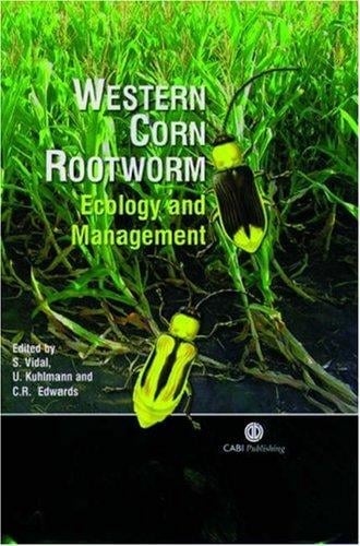 Western corn rootworm