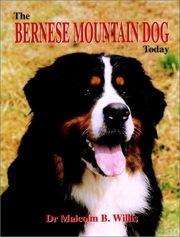 The Bernese mountain dog today