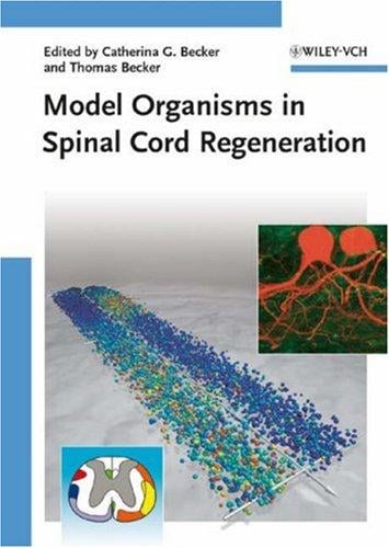 Model organisms in spinal cord regeneration