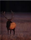 The Smithsonian book of North American mammals