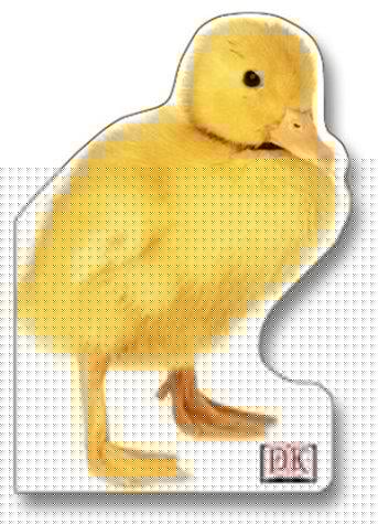 Duckling