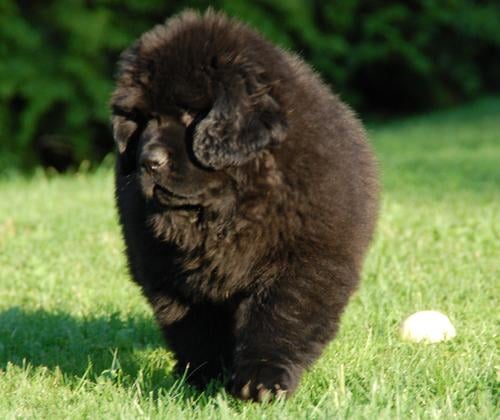 Alf Prøysen forteller