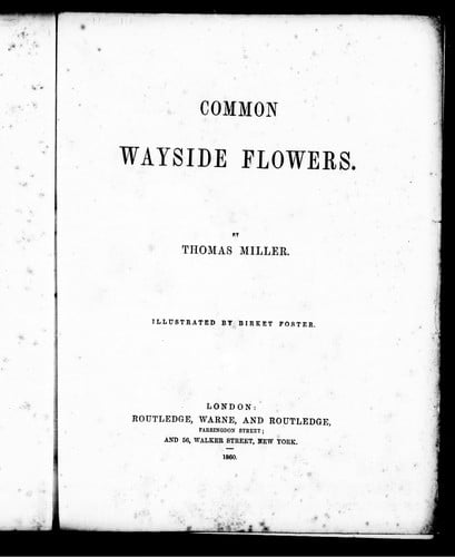 Common wayside flowers
