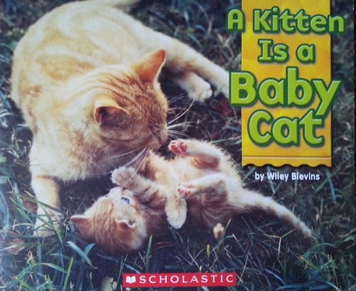 A Kitten Is a Baby Cat