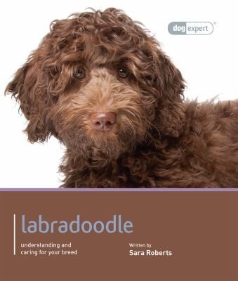 Labradoodle  Dog Expert